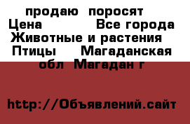 продаю  поросят  › Цена ­ 1 000 - Все города Животные и растения » Птицы   . Магаданская обл.,Магадан г.